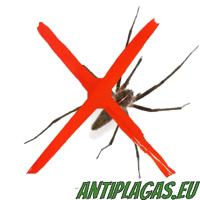 Control de ratas en locales comerciales