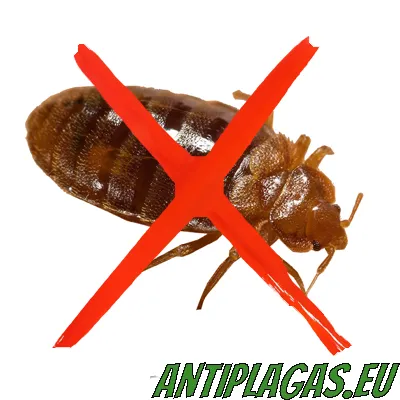 Eliminación de chinches en Marina Alta