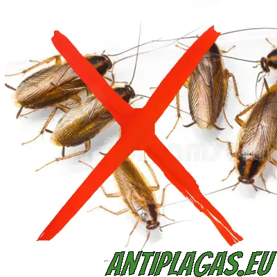 Fumigación de cucarachas en Marina Alta