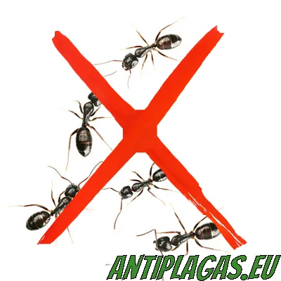 Control de hormigas en Marina Alta