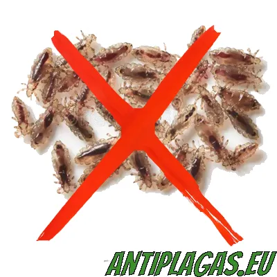 Eliminación de roedores en vivienda unifamiliar