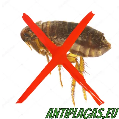 Eliminación de pulgas en Marina Alta