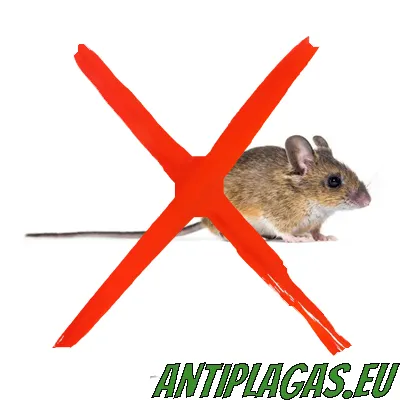 Control de ratones y ratas en Marina Alta